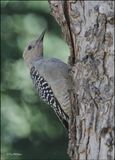 Gila Woodpecker female, Patagonia, AZ, 9-2-2023_2430Dz.jpg