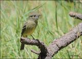 Hammonds Flycatcher, Barfoot Park, AZ, 8-30-2023_5491Dz.jpg