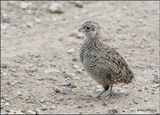 Montezuma Quail chick, Barfoot Park, AZ, 8-28-2023_2096Dz.jpg