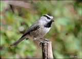 Mountain Chickadee, Capulin Spring, Sandia Mts, NM, 9-8-2023_4174Dz.jpg