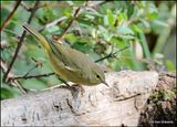 Orange-crowned Warbler, Sandia Peak, NM, 8-25-2023_3711Dz.jpg