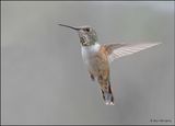 Rufous Hummingbird female, Pardise, AZ, 8-27-2023_7661Dz.jpg