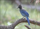 Stellers Jay, Barfoot Park, AZ, 8-28-2023_1046Dz.jpg