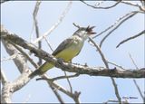 Thick-billed Kingbird, Patagonia, AZ, 9-2-2023_1925Dz.jpg