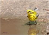 Townsends Warbler female, Barfoot Park, AZ, 8-30-2023_5532Dz.jpg