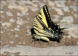 Two-tailed Swallowtail, Paradise, AZ, 8-29-2023_4098Dz.jpg