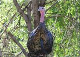 Wild Turkey tom - Goulds subspecies, Madera Canyon, AZ, 9-2-2023_2958Dz.jpg