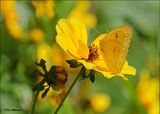 Western Tickseed, Bidens aristosa, & Orange Sulphur, Sequoyah Co, OK, 10-17-2023_5113z.jpg