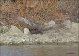 Limpkin, Tulsa Co, OK, 11-29-2023_7317Dz.jpg