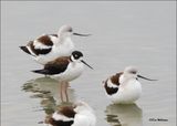American Avocets & Black-necked Stilt, Port Aransas,TX, 1-17-2024_0377Dz.jpg