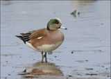 American Wigeon male, S. Padre Island, TX, 1-13-2024_4401Dz.jpg