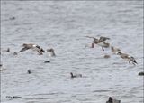 American Wigeon males fighting, S. Padre Island, TX, 1-13-2024_3791Dz.jpg