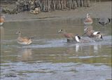 American Wigeon males fighting, S. Padre Island, TX, 1-13-2024_3926Dz.jpg