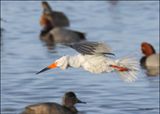 Black Skimmer, S. Padre Island, TX, 1-13-2024_5864Dz.jpg
