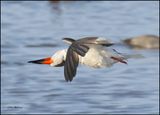 Black Skimmer, S. Padre Island, TX, 1-13-2024_5865Dz.jpg