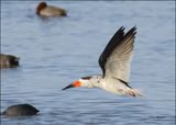 Black Skimmer, S. Padre Island, TX, 1-13-2024_IMG_5861Dz.jpg