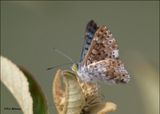Blue Metalmark, Resaca de la Palma SP, TX, Brownsville, 1-11-2024_0600Dz.jpg