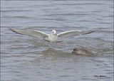 Bonapartes Gull, S. Padre Island, TX, 1-13-2024G_3367Dz.jpg