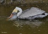 Brown Pelican, S. Padre Island, TX, 1-13-2024_5021Dz.jpg