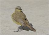 Cattle Tyrant, Corpus Christi, TX, 1-16-2024_9223Dz.jpg