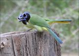 Green Jay, Resaca de la Palma SP, TX, Brownsville, 1-11-2024_0269Dz.jpg