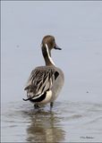 Northern Pintail male, S. Padre Island, TX, 1-13-2024_IMG_4691Dz.jpg