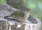Olive Sparrow, Resaca de la Palma SP, TX, 1-12-2024_0735Dz.jpg