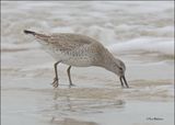 Red Knot non breeding plumage, Surf Side, TX, 1-17-2024_1391Dz.jpg