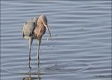 Reddish Egret, dark morph, S. Padre Island, TX, 1-13-2024_5747Dz.jpg