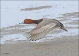 Redhead male, S. Padre Island, TX, 1-13-2024_4728Dz.jpg
