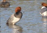 Redhead male, S. Padre Island, TX, 1-13-2024_5708Dz.jpg