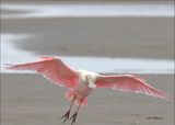 Roseate Spoonbill, S. Padre Island, TX, 1-13-2024_2337Dz.jpg
