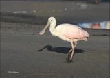 Roseate Spoonbill, S. Padre Island, TX, 1-14-2024_7543Dz.jpg