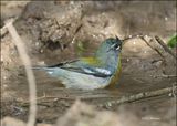 Northern Parula, Resaca de la Palma SP, TX, 1-14-2024_8281Dz.jpg