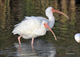 White Ibis, S. Padre Island, TX, 1-13-2024_5926Dz.jpg