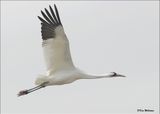 Whooping Crane, Goose Island, TX, 1-17-2024_0938Dz.jpg