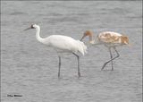 Whooping Cranes, Goose Island, TX, 1-17-2024_0664Dz.jpg