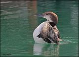 Common Loon, Tenkiller Lake, OK, 2-21-2024_4176Dz.jpg