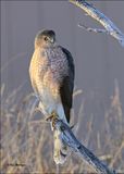 Coopers Hawk, Rogers Co. yard, 2-18-2024_1912DZ.jpg
