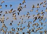 Snow Geese, Sequoyah NWR, OK, 2-21-2024_3147Dz.jpg