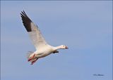Snow Goose white morph adult, Sequoyah NWR, OK, 2-21-2024_2783Dz.jpg
