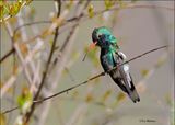Broad-billed Hummingbird male, Patagonia, AZ, 4-5-2024_1584z.jpg
