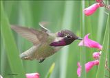 Costas Hummingbird male, Boyce Thompson Arboretum, AZ, 3-30-2024_4970z.jpg