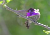 Costas Hummingbird male, Boyce Thompson Arboretum, AZ, 3-30-2024_5956z.jpg