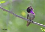 Costas Hummingbird male, Boyce Thompson Arboretum, AZ, 3-30-2024_6009z.jpg
