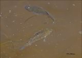 Desert Pupfish female, Organ Pipe Nat Monument, AZ, 4-3-2024_9222z.jpg