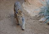Ocelot, Arizona-Sonora Desert Museum, AZ, 4-2-2024_6556Z.jpg
