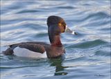 Ring-necked Duck male, Gilbert Water Ranch, AZ, 3-30-2024_6469z.jpg
