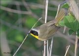 Common Yellowthroat male, Wagoner Co, OK, 4-21-2024_2312Dlz.jpg