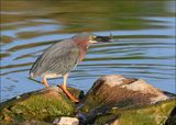 Green Heron, Tenkiller Lake, OK, 4-12-2024_1836Dz.jpg